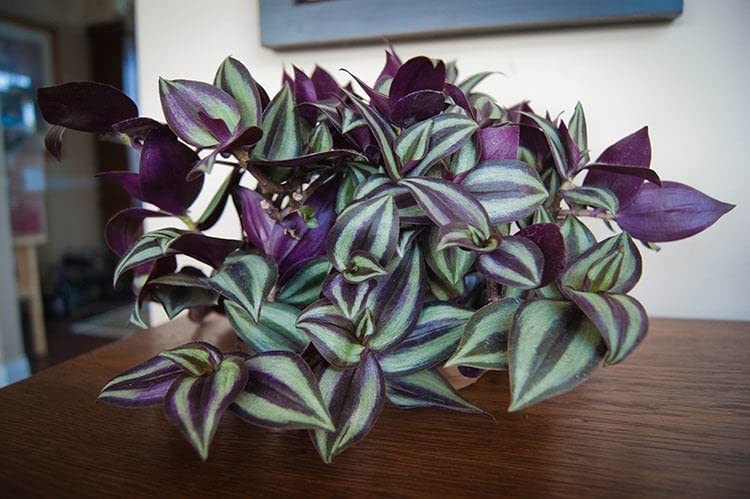 Live Wandering Jew Silver Inch Plant Good Looking Indoor Plants Best for Home, Office & Garden 1 Live Healthy Plant Without pot (B0D9VWZNRQ) Amazon Price History, Amazon Price Tracker