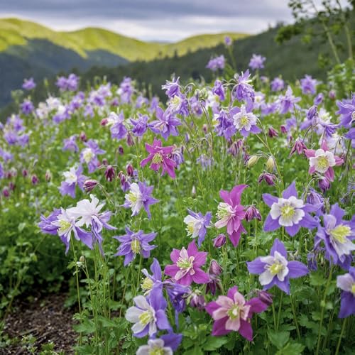 Aquilegia McKana Giant Mixed Seeds – Stunning Long-Spurred Columbine Flowers – Flowers Year After Year – Perennial – for Your Beautiful Garden