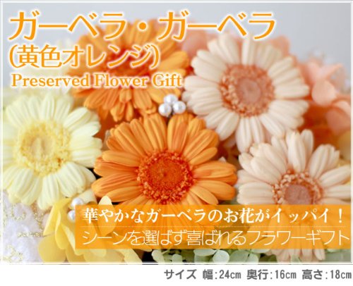 Amazon | アレンジ「ガーベラ・ガーベラ（黄色オレンジ
