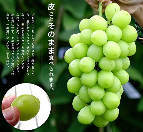 Amazon.co.jp: 【シャインマスカット】 ぶどう 3年生挿木 1.1m苗 登録