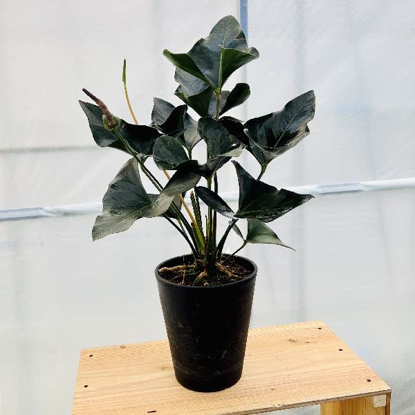 Amazon|おしゃれ 観葉植物:アンスリウム アロー*7号 Amazon|おしゃれ 観葉植物:アンスリウム アロー*7号