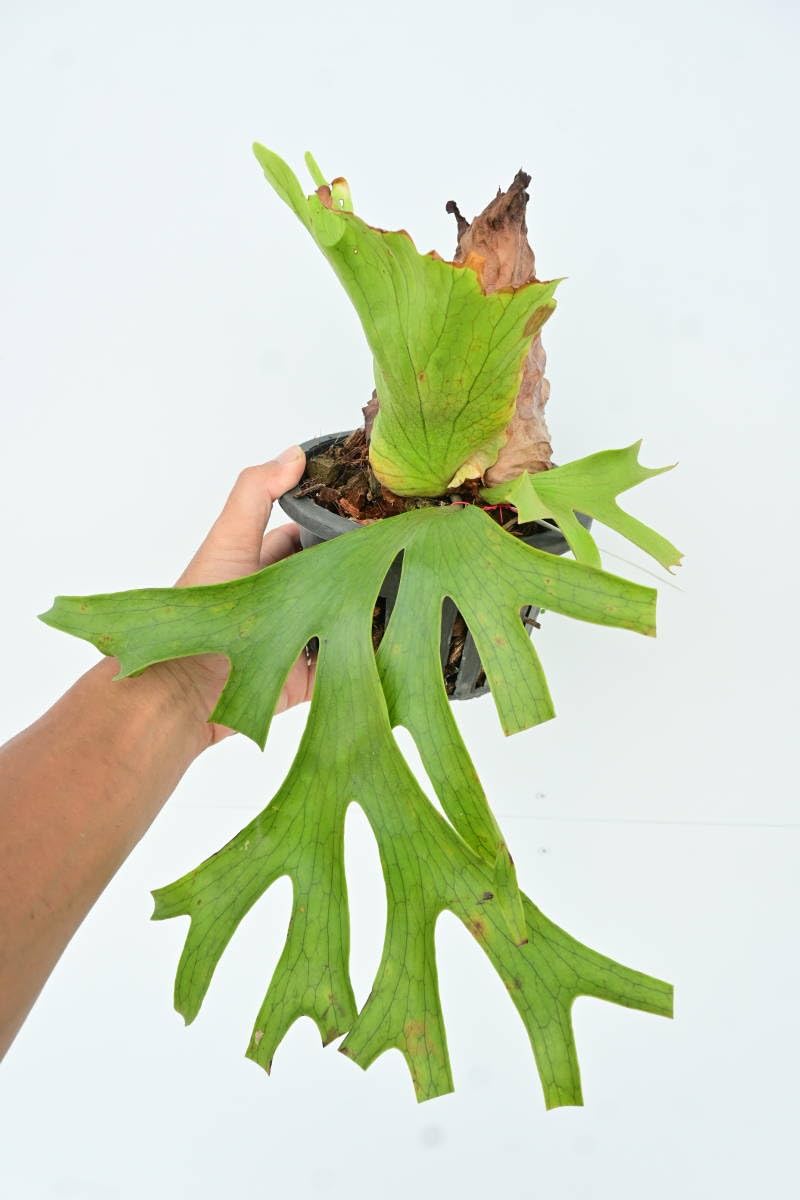 Amazon.co.jp: P.coronarium Philippines② @bikamori.com