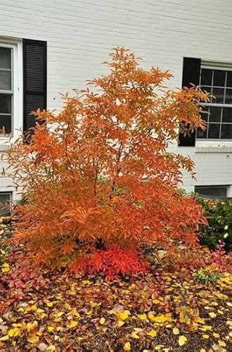 Spicebush Shrubs, 1 Foot Tall Bareroot Plants, USDA Zones 5-8, Full Sun to Partial Shade, Set of 2