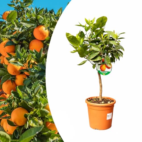 Arancio “citrus sinensis”, Pianta innestata in vaso ø22 cm di 2/3 anni, Agrumi di Sicilia, Made in Italy, Vivaio di Castelletto