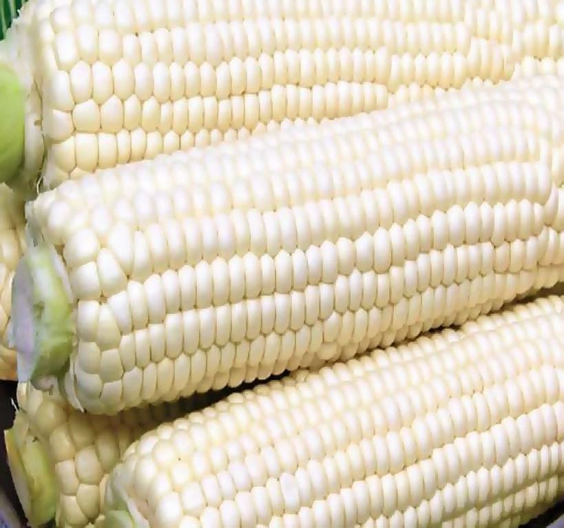 Trucker's Favorite Corn Seeds (1/4 LB)