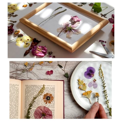 Kit de 43 flores secas prensadas para manualidades miniatura 5