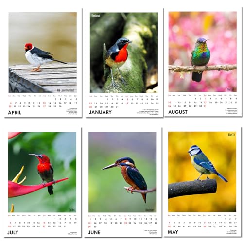 Image of Tallenge - New Year 2025 Wall Calendar - Winged Beauties, Birds - 12 x 17 Inches for Home & Office (Paper, Wall Calendar)