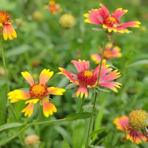 kokardenblume, gaillardia, topfpflanzen draußen winterhart wildblumen balkonblumen für sonnige plätze gartendeko für draußen, blumenteppich schnittblumen 100samen