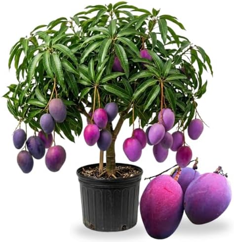 No CA, Grafted Mango Plant Live Tree, 2-3 Ft Tall in 3 Gallon Pot, High-Yielding for Spring Planting (Tommy Atkins)