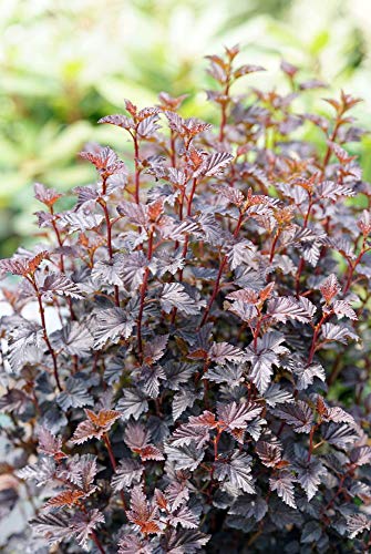Summer Wine® Black Ninebark Shrub - New - Showy Flower - Hardy - Proven Winners #TOP2