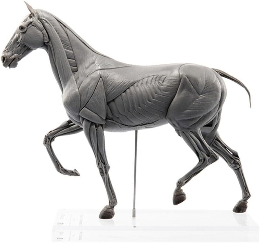 EVOLABORATORY Muscle Anatomy Horse Model Animal Figure Scene Collector Art Decoration Gift for Adult