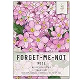Seed Needs, Rose Forget-Me-Not Seeds - 1,000 Heirloom Seeds for Planting Myosotis alpestris - Annual/Biennial Flowers, Tiny Pink Blooms All Summer (1 Pack)