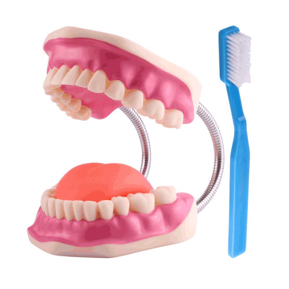 Modello di Denti Template Oral Cura Dental Modello Dental Bambini Studio di educazione Dentale e Forniture per la spazzolatura Dimostrazione Standard per la Salute Orale Adulta
