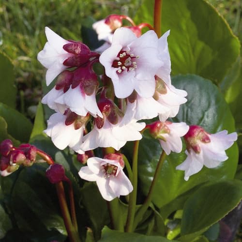 Bio Bergenie 'Harzkristall' rosa-weiß, Topf-Ø 12 cm, 3 Pflanzen