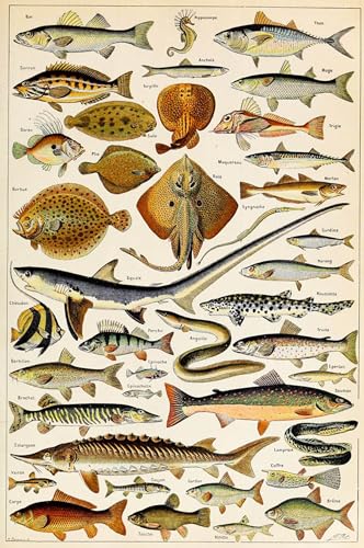 Affiche Poisson Adolphe Millot Pour Une Décoration De Cuisine Et Salon Style Vintage
