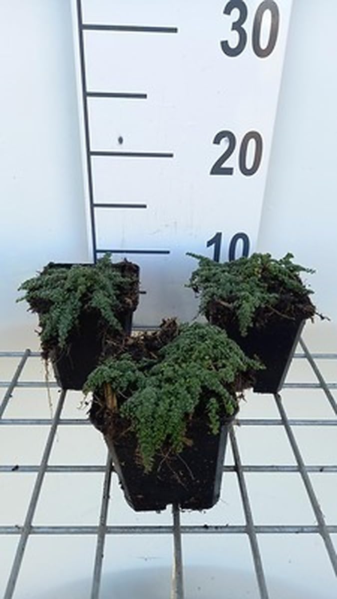 6x Thymian - Thymus hybr. 'Elfin' | 9x9 cm pot