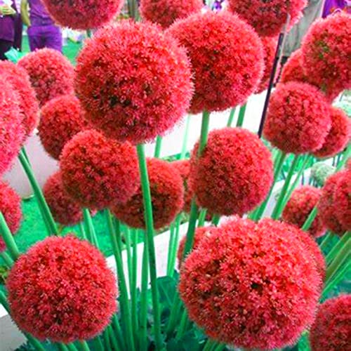 Blumen Winterhart Die 15 besten Produkte im Vergleich BetterFamily