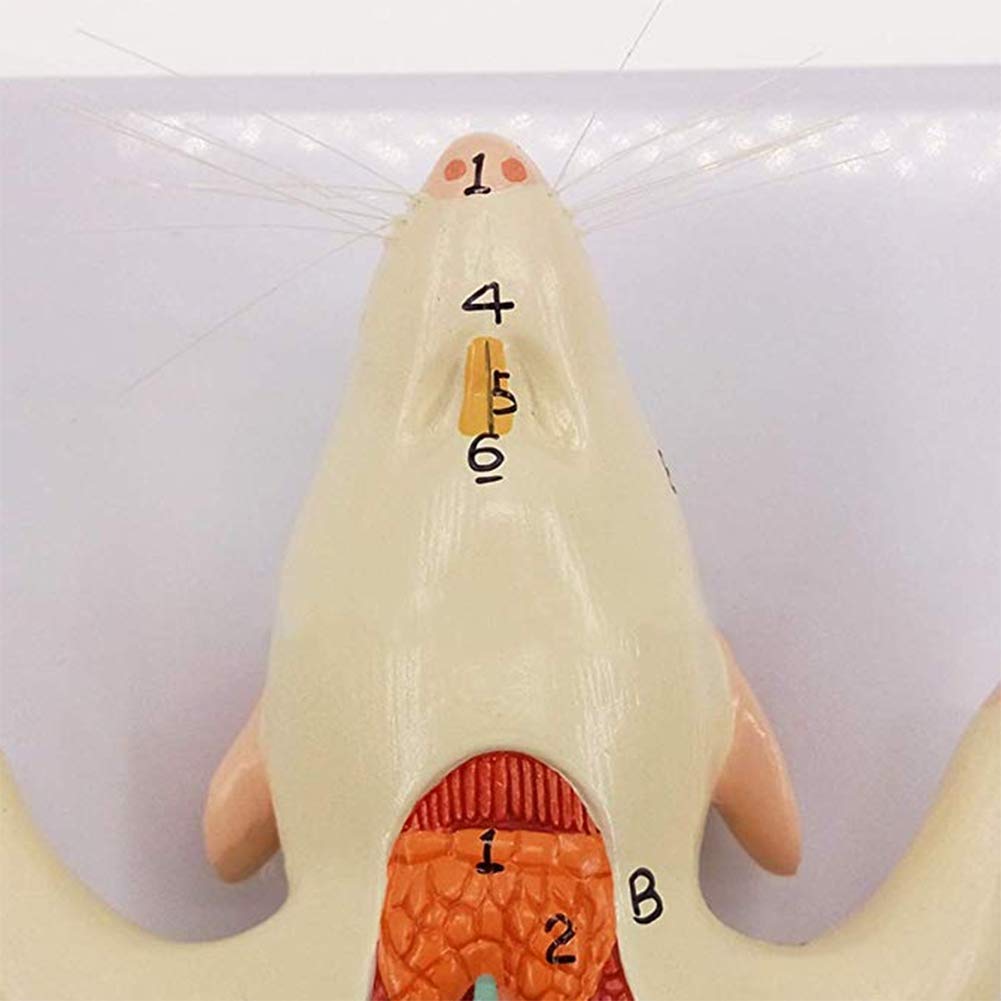 Modèle D'anatomie Animale Modèle D'anatomie Animale Assemblage D'organes Amovibles De Souris Anatomiques Animales - avec Matériel Pédagogique Numérique Vétérinaire