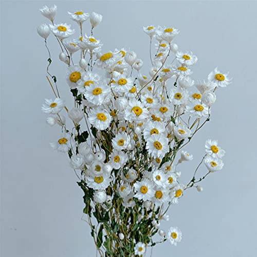 Real Natural Eternal Preservado Flor Seca DIY Material de Helichrysum Banquete de Boda Decoración del hogar Ramos de Margaritas Accesorios de Tiro-Blanco Cover