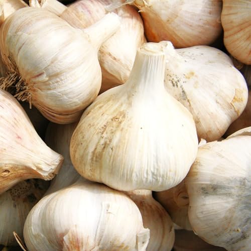 TomorrowSeeds - PRE-Order Now! Available Sept 2026 - Music Hardneck Garlic Seed (Bulbs) - for Garden Planting Grow Porcelain White Musik Heads Perennial 2026-2 Bulbs