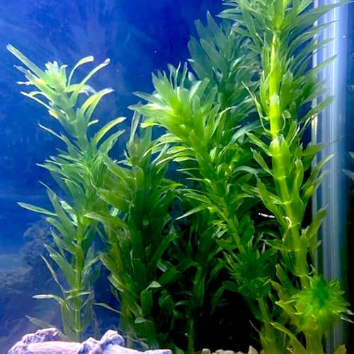 【メダカフレンド】 国産 アナカリス 5本 お試し用 農薬不使用 金魚藻 オオカナダモ/水槽を彩る アクアリウム初心者でも扱いやすい 小さい水槽用/アクアリウム ビオトープ 鑑賞用 天然水草 生体 金魚 熱帯魚 メダカ 水草のサムネイル