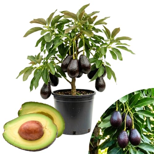TAZGO Black Avocado Tree Plant 1-2 Ft