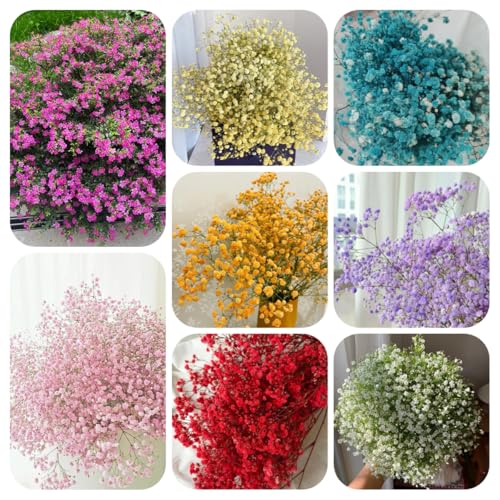 Semillas de aliento de bebé - Jardín rocas: resistentes pleno sol balcón invernadero interior Variedades antiguas y resistentes invernaderos balcón 500pcs