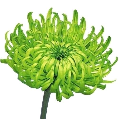 Amazon.co.jp: 菊苗 小菊 緑菊 シャムロック 1株 / 国華園 25年秋商品