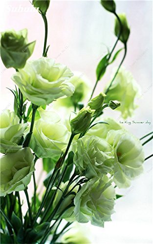 10 : 50 Pcs Wedding Decor Eustoma Lisianthus Seeds Platycodon Grandiflorum Herb Sementes De Flores Light Up Your Personal Garden 10