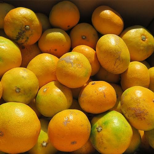 【愛媛県産】極早生みかん 訳あり 5kg S-L みため×おいしさ◎ 清家ばんかんビレッジのサムネイル