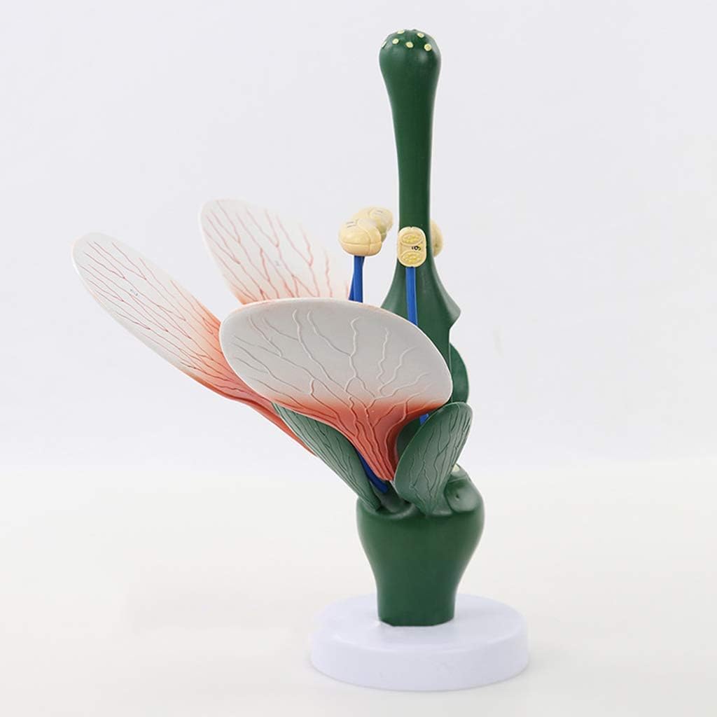 教育モデル 桃の花モデル 植物の解剖学モデル 双子葉の花の構造の解剖学 緑の植物 おしべ めしべ 生物学 科学教育 デモンストレーシ