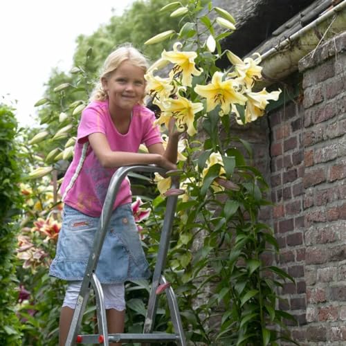 Lys Géants Honeymoon (3 pièces), Bulbes de Fleurs Hivernaux des Pays-Bas pour le Jardin (gros bulbes, pas de graines, non artificiels) (Honeymoon)