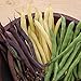 Benoon Semi 100 Pz/Borsa Semi Di Fagiolo Verde Piatti Vegetariani Nutrienti Semi Di Piante Annuali Ad Alta Germinazione Per Fattoria Semi