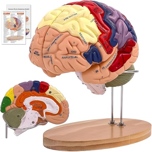 Image of Brain Model Anatomy 2X Life-Size 4-Part Detachable Human Brain Anatomical Model with Labels and Display Base, Color-Coded