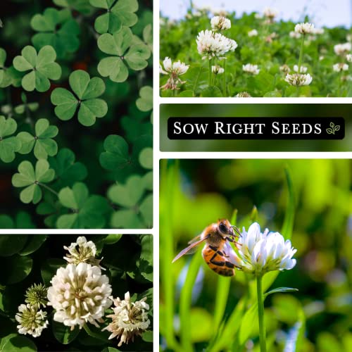 Sow Right Seeds - White Dutch Clover Seed For Planting - Cover Crops To Plant In Your Home Garden - Nitrogen Fixer - Suppress Weeds - Attracts Pollinators - Non-Gmo Heirloom Seeds - Gardening Gift #TOP3