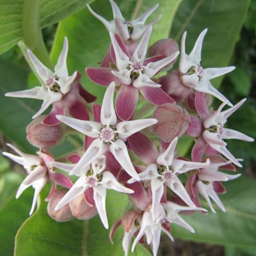 Image of Seed Needs Showy Milkweed Seeds to Attract Monarch Butterflies 1 Pack