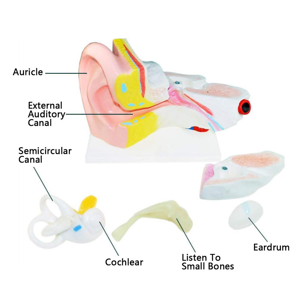 6X powiększony Modele medyczne anatomiczny ucha, Modele medyczne anatomii ludzkiego organu, Modele medyczne ucha, materiał PCW, Modele medyczne ludzkiego ucha, do nauki edukacji naukowej