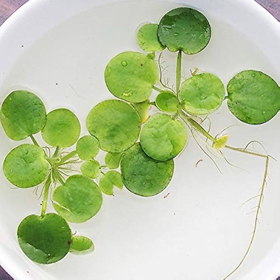 フロッグプロダクツ メダカ 木目ナチュラル フロッグプロダクツ メダカ 木目ナチュラル - メルカリ