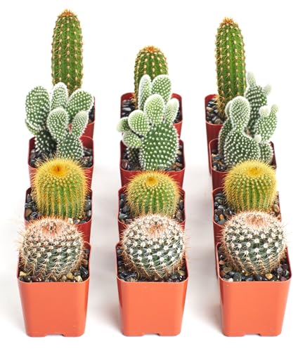 Shop Succulents | Can't Touch This Collection | Assortment of Hand Selected, Fully Rooted Live Indoor Cacti Plants, 12-Pack