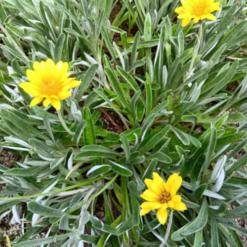 苗 ガザニア」の人気商品一覧 | 安い商品を通販サイトから探す - 価格.com