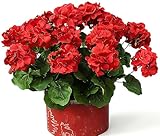 Mumiko 4PCS 18'' Artificial Geraniums Faux Silk Flowers Full Blooms Realistic for Indoor Outdoor Patio Porch Window Box Hanging Basket Home Garden Decor (Ruby Red)