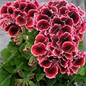 30pcs/Pack Rare Bonsai Flower Rare Bonsai for Indoor Rooms Bonsai pot seedsted Flower Elegant Mix-Color : Light Yellow