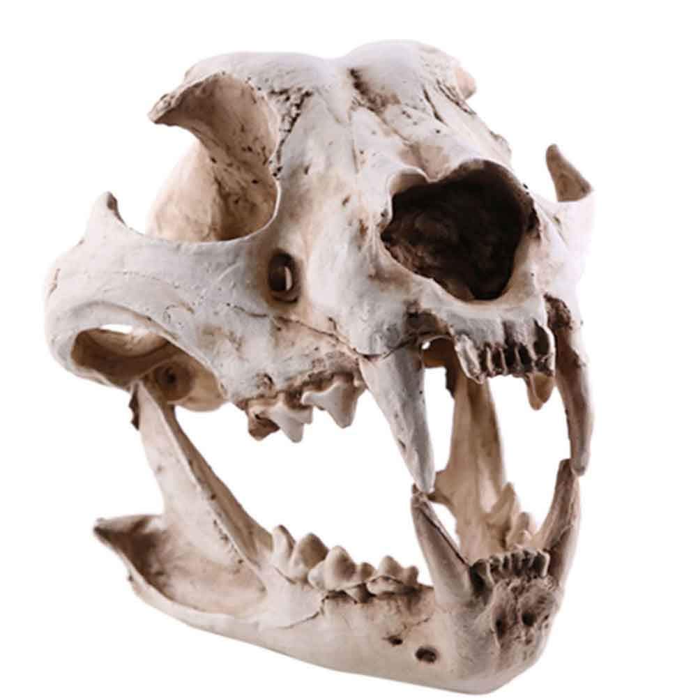 Modello di Ossa finte di Teschio di Cane - Modelli anatomici Animali Forniture educative, Modello didattico per visualizzazione di studi veterinari - Strumento didattico Ornamento per la casa per l