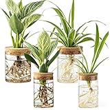 BigKing 4 Stück Hydrokultur Pflanzen Terrarium mit Holzdeckel...