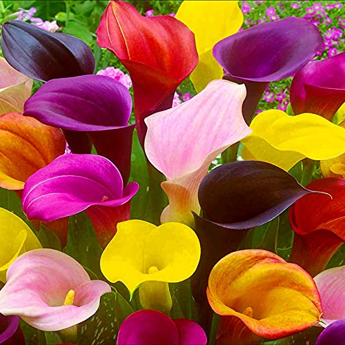 Calla bulbi/miste/Radici selezionate di hosta/resistenti al freddo e alla siccità/adatte per la decorazione di giardini e balconi【NVNJHJN】-4 bulbi-A