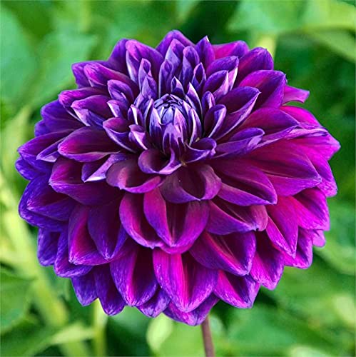 Bulbes de dalia,son sympathique,Je colorie les fleurs les plus fleuries premium-1,15Bulbis