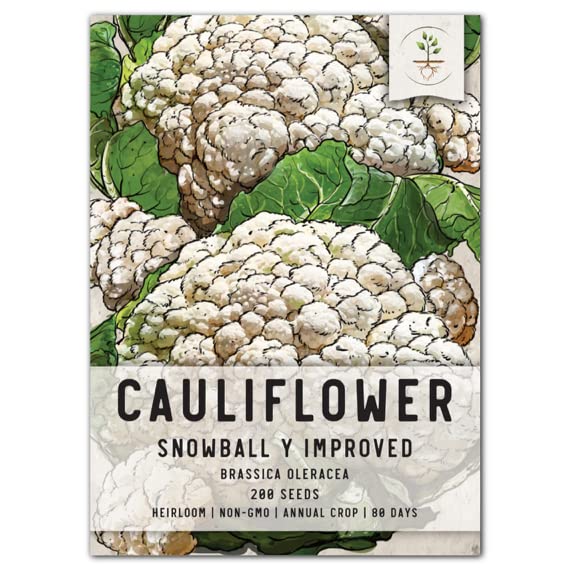 Seed Needs, Snowball Y Improved Cauliflower Seeds - 200 Heirloom Seeds for Planting Brassica oleracea -Untreated & Non-GMO for an Outdoor Vegetable Garden (1 Pack)