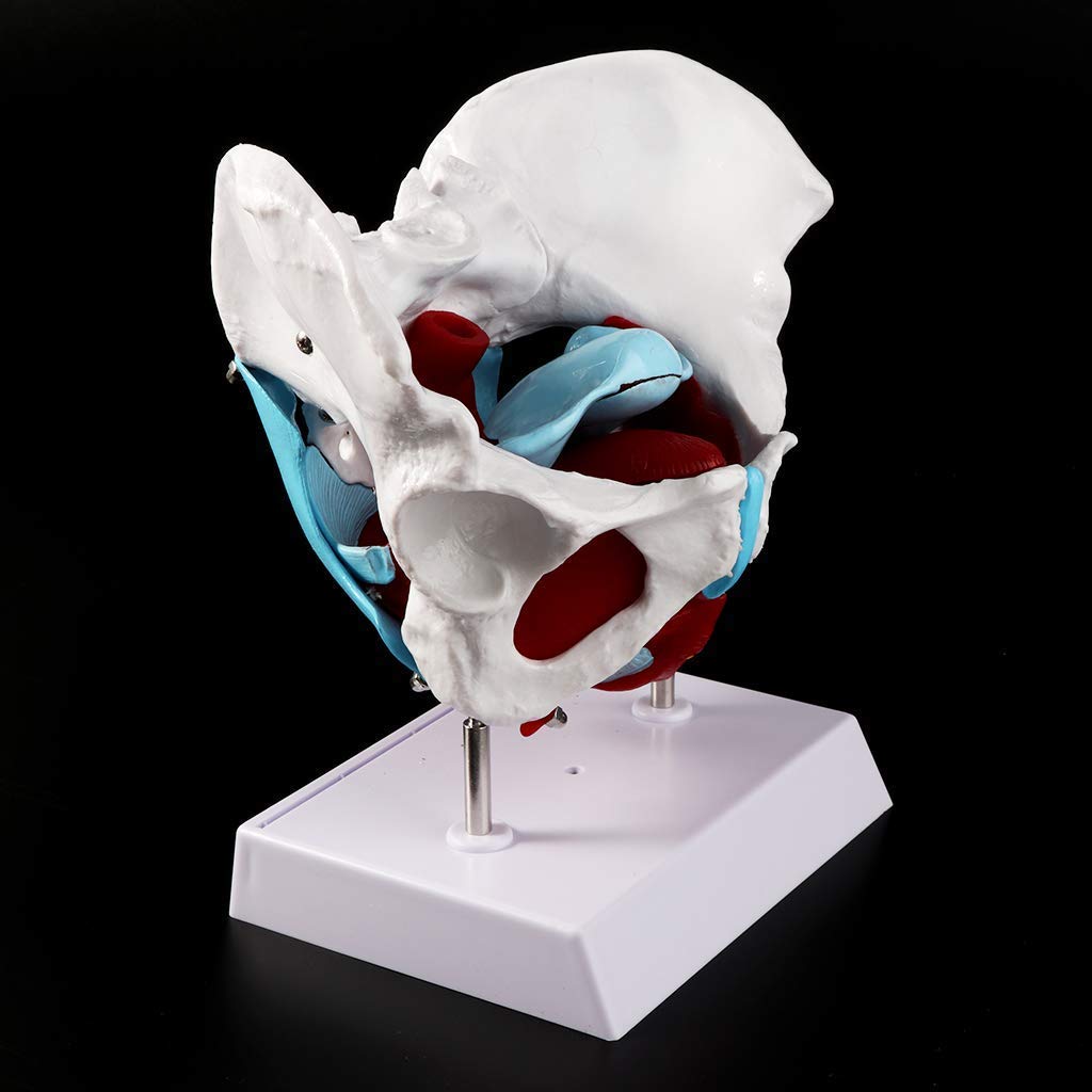 Model miednicy żeńskiej - Medyczny anatomiczny model mięśni i narządów miednicy żeńskiej Macica Jajnik Materiały dydaktyczne Materiały edukacyjne, pomoce dydaktyczne