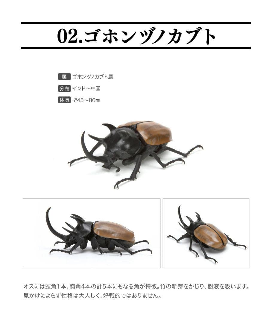 いきもの大図鑑 かぶとむし02 全5種　フルコンプ バンダイ いきもの大図鑑 かぶとむし02 コーカサスオオカブト