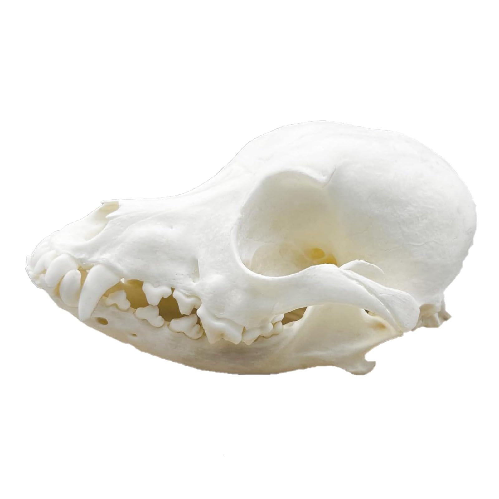 DRXRD Real Animal Skull Specimen, Natural Taxidermy Animal Bones, Resin Skulls Skeleton Decoration, for Science Education and Collections Dog Skull
